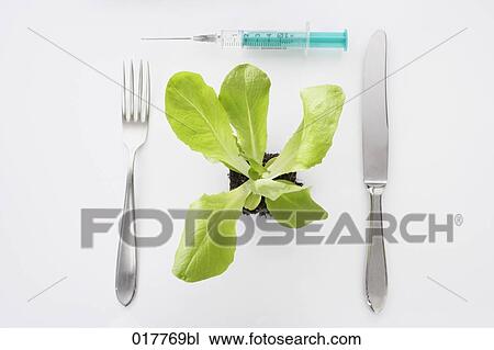 Stock Image - still life of lettuce seedling with cutlery and syringe. Fotosearch