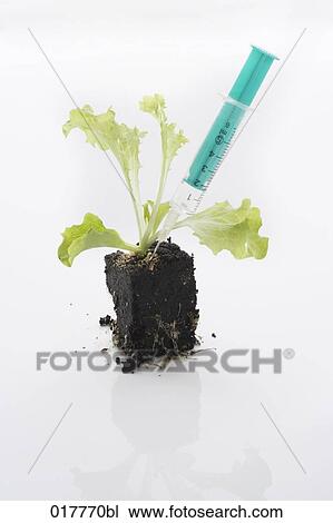 still life of lettuce seedling with syringe View Large Photo Image Stock Image - still life of lettuce seedling with syringe. Fotosearch
