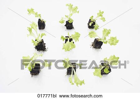 still life of lettuce seedlings View Large Photo Image Stock Image - still life of lettuce seedlings. Fotosearch