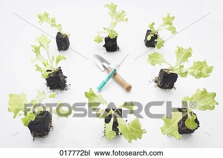 still life of lettuce seedlings with syringe and shovel View Large Photo Image Stock Image - still life of lettuce seedlings with syringe and shovel. Fotosearch