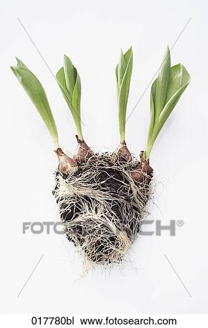 still life of tulip seedlings View Large Photo Image Stock Image - still life of tulip seedlings. Fotosearch