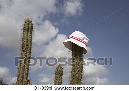 Stock Image - white hat on cactus. Fotosearch