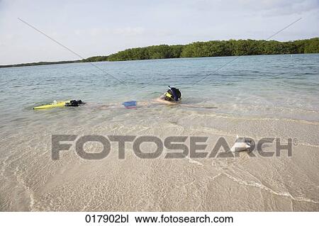 woman snorkeling near beach shell of sea snail in foreground View Large Photo Image Stock Image - woman snorkeling near beach shell of sea snail in foreground. Fotosearch