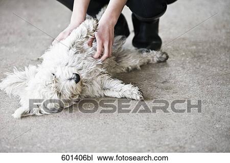 detail of young girl playing with dog View Large Photo Image Stock Image - detail of young girl playing with dog. Fotosearch