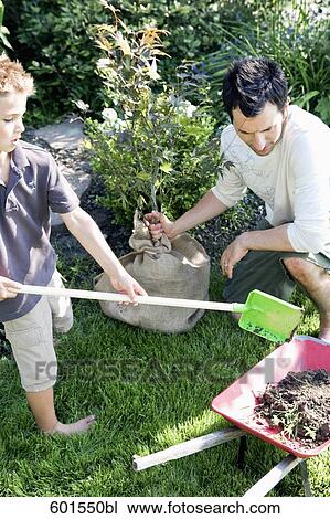 father and son planting tree in garden View Large Photo Image Stock Image - father and son planting tree in garden. Fotosearch