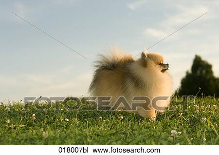 tiny dog standing on meadow View Large Photo Image Stock Image - tiny dog standing on meadow. Fotosearch