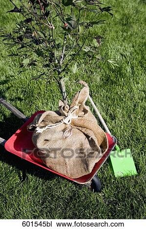 Stock Image - tree seedling in wheelbarrow. Fotosearch