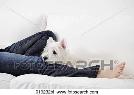 detail of young girl lying on couch with west highland terrier View Large Photo Image Stock Image - detail of young girl lying on couch with west highland terrier. Fotosearch