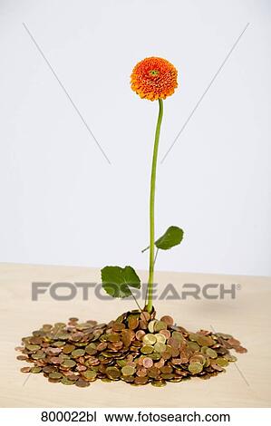 flower growing out of pile of coins View Large Photo Image Stock Image - flower growing out of pile of coins. Fotosearch