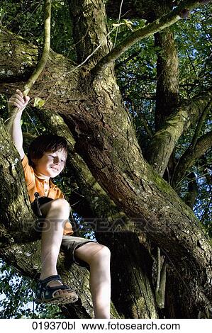 portrait of young boy sitting in tree View Large Photo Image Stock Image - portrait of young boy sitting in tree. Fotosearch