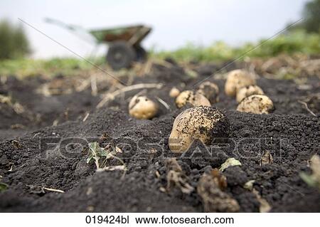 still life of dug out potatoes View Large Photo Image Stock Image - still life of dug out potatoes. Fotosearch