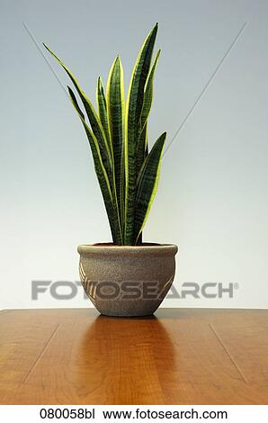 still life of potted agave View Large Photo Image Stock Image - still life of potted agave. Fotosearch
