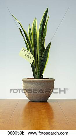 still life of potted agave with post-it note View Large Photo Image Stock Image - still life of potted agave with post-it note. Fotosearch