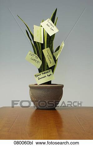 still life of potted agave with post-it notes View Large Photo Image Stock Image - still life of potted agave with post-it notes. Fotosearch
