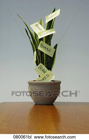 still life of potted agave with post-it notes View Large Photo Image Stock Image - still life of potted agave with post-it notes. Fotosearch