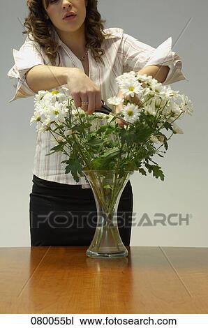 young woman cutting bunch of daisis with scissors View Large Photo Image Stock Image - young woman cutting bunch of daisis with scissors. Fotosearch