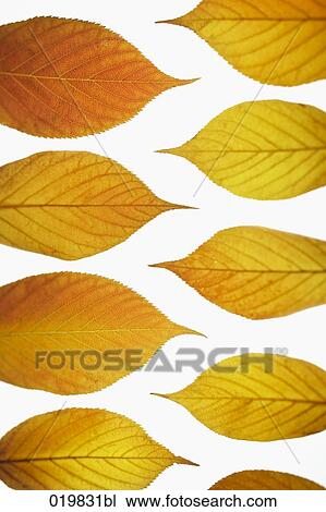 autumn leaves View Large Photo Image Stock Image - autumn leaves. Fotosearch