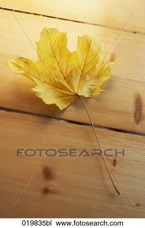 maple leaf lying on wooden floor View Large Photo Image Stock Image - maple leaf lying on wooden floor. Fotosearch