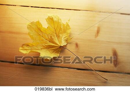 maple leaf lying on wooden floor View Large Photo Image Stock Image - maple leaf lying on wooden floor. Fotosearch