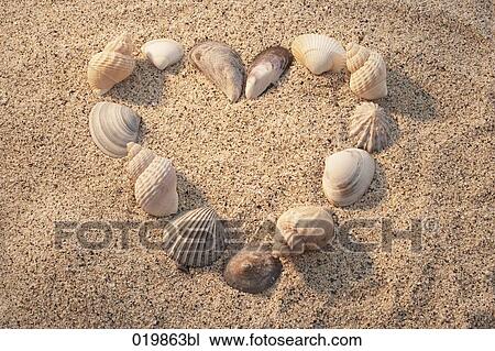 still life of mussel shells forming heart in sand View Large Photo Image Stock Image - still life of mussel shells forming heart in sand. Fotosearch