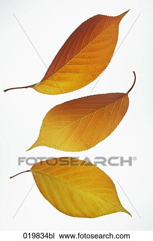 three autumn leaves View Large Photo Image Stock Image - three autumn leaves. Fotosearch