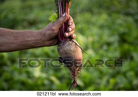 close-up of farmer holding beetroot View Large Photo Image Stock Image - close-up of farmer holding beetroot. Fotosearch