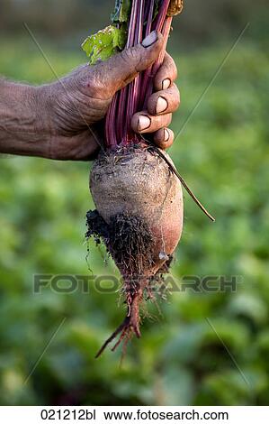 close-up of farmer holding beetroot View Large Photo Image Stock Image - close-up of farmer holding beetroot. Fotosearch