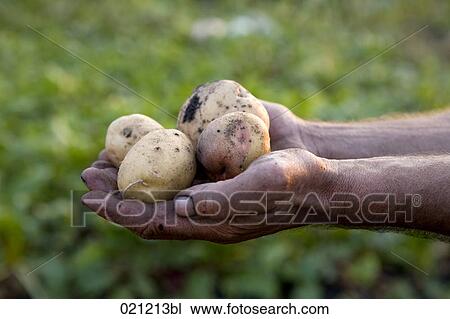 Stock Image - close-up of farmer holding potatoes in his hands. Fotosearch