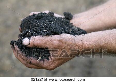 close-up of farmer holding soil in his hands View Large Photo Image Stock Image - close-up of farmer holding soil in his hands. Fotosearch