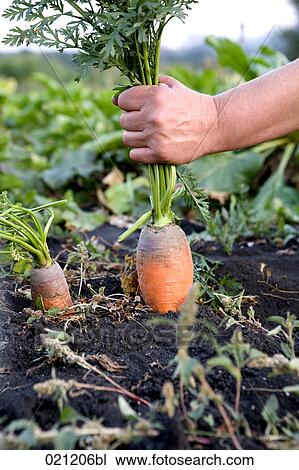 close-up of farmer pulling carrot out of soil View Large Photo Image Stock Image - close-up of farmer pulling carrot out of soil. Fotosearch