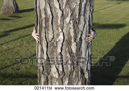 man hiding behind tree trunk View Large Photo Image Stock Image - man hiding behind tree trunk. Fotosearch