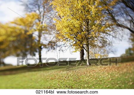 park in autum View Large Photo Image Stock Image - park in autum. Fotosearch