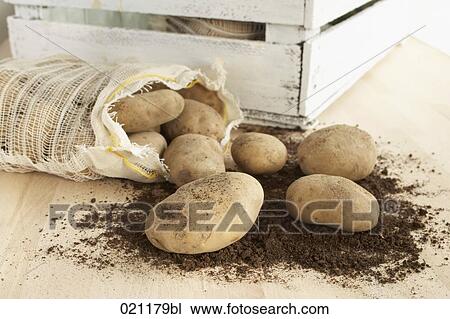 potatoes pouring out of sack View Large Photo Image Stock Image - potatoes pouring out of sack. Fotosearch