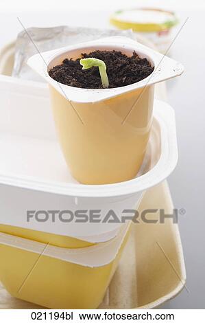 seddling growing in yoghurt cup View Large Photo Image Stock Image - seddling growing in yoghurt cup. Fotosearch