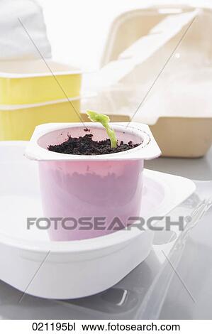 seddling growing in yoghurt cup View Large Photo Image Stock Image - seddling growing in yoghurt cup. Fotosearch