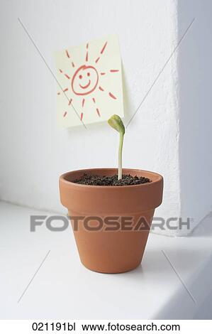 seedling growing in flowerpot on window sill View Large Photo Image Stock Image - seedling growing in flowerpot on window sill. Fotosearch