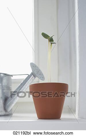 seedling growing in flowerpot on window sill View Large Photo Image Stock Image - seedling growing in flowerpot on window sill. Fotosearch