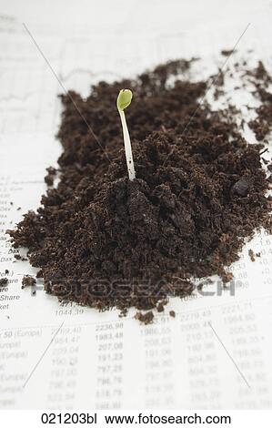 seedling growing on page of newspaper View Large Photo Image Stock Image - seedling growing on page of newspaper. Fotosearch