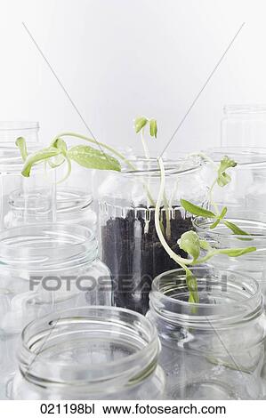 seedlings growing in empty jars View Large Photo Image Stock Image - seedlings growing in empty jars. Fotosearch