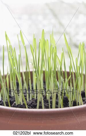 seedlings growing in flowerpot View Large Photo Image Stock Image - seedlings growing in flowerpot. Fotosearch