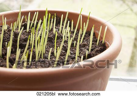 seedlings growing in flowerpot View Large Photo Image Stock Image - seedlings growing in flowerpot. Fotosearch
