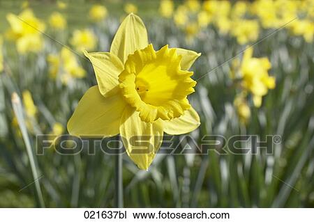 close-up of daffodil View Large Photo Image Stock Image - close-up of daffodil. Fotosearch