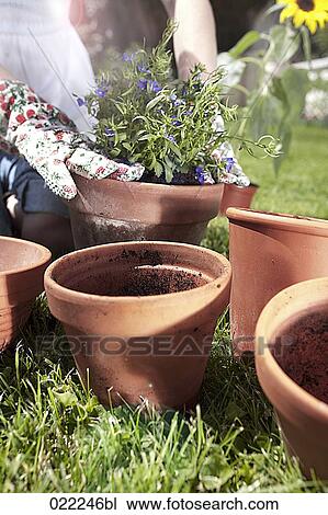 close-up of young woman planting flower in flowerpot View Large Photo Image Stock Image - close-up of young woman planting flower in flowerpot. Fotosearch