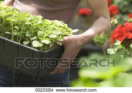 detail of young woman carrying flower box View Large Photo Image Stock Image - detail of young woman carrying flower box. Fotosearch
