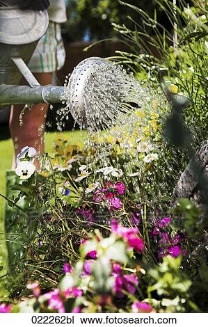 detail of young woman watering flowers View Large Photo Image Stock Image - detail of young woman watering flowers. Fotosearch