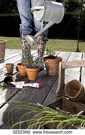 detail of young woman watering plants in flowerpots View Large Photo Image Stock Image - detail of young woman watering plants in flowerpots. Fotosearch