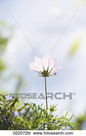 flower blossom View Large Photo Image Stock Image - flower blossom. Fotosearch