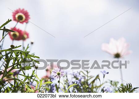 flower blossoms View Large Photo Image Stock Image - flower blossoms. Fotosearch