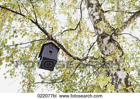 low angle view of birdhouse on tree View Large Photo Image Stock Image - low angle view of birdhouse on tree. Fotosearch