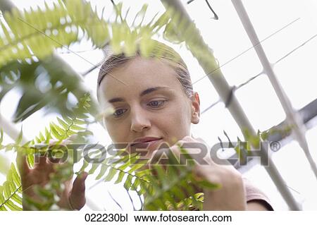 portrait of young woman in greenhouse looking at fern View Large Photo Image Stock Image - portrait of young woman in greenhouse looking at fern. Fotosearch